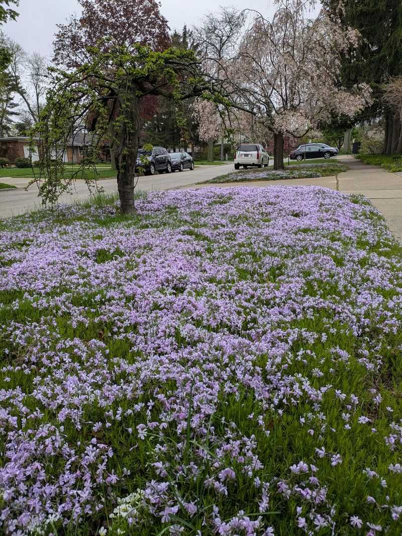 Let Moss Phlox Spill Across Hot Stone Let Moss Phlox Spill Across Hot Stone