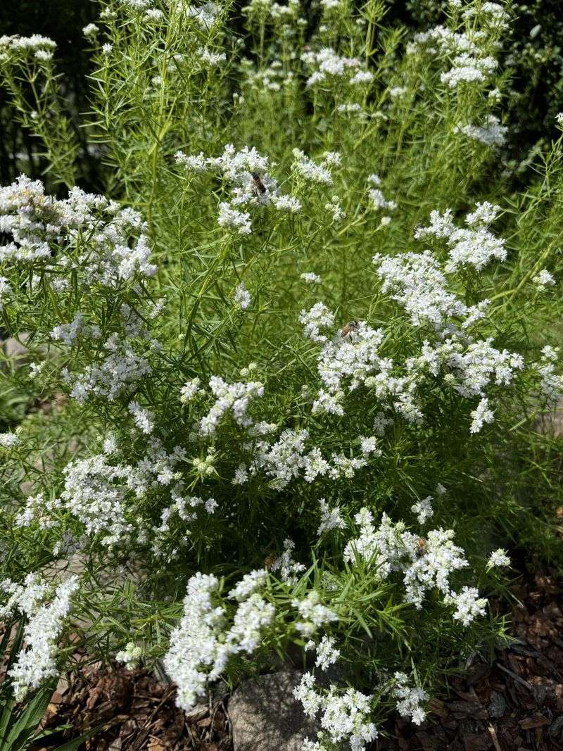 Let Mountain Mint Spread Into A Wider Deer-Resistant Patch