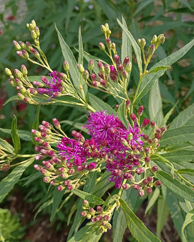 Let Native Bees Share The Flowers Let Native Bees Share The Flowers