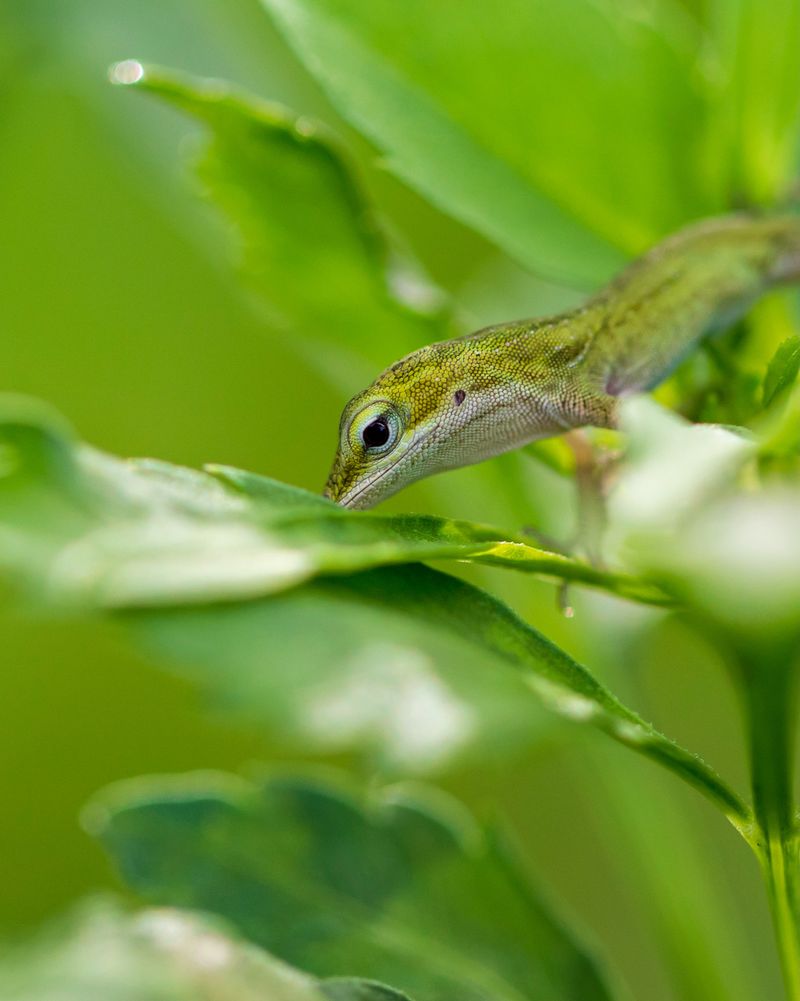 Let Native Plants Bring The Right Kind Of Bugs