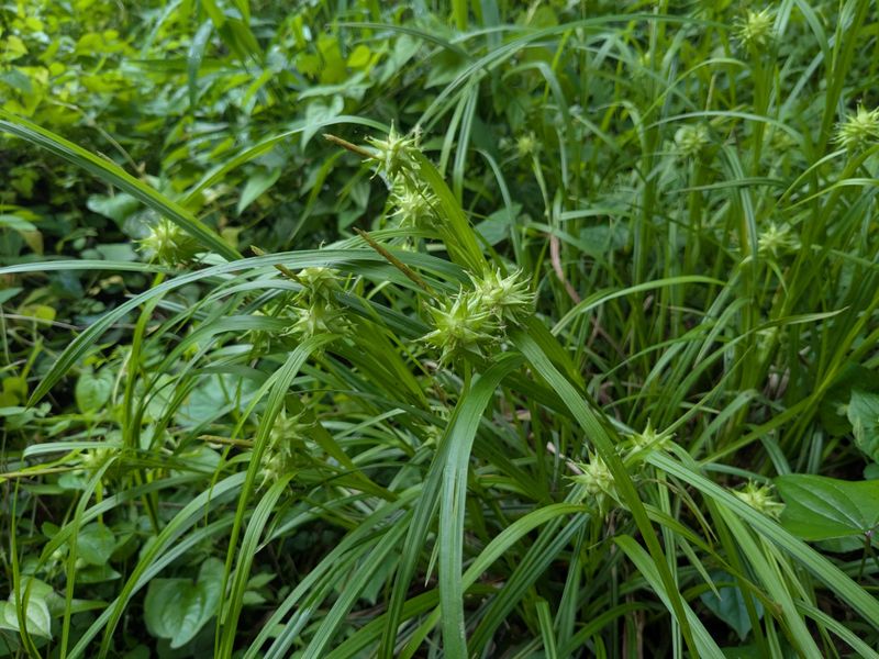 Let Native Sedges Fill Tough Gaps