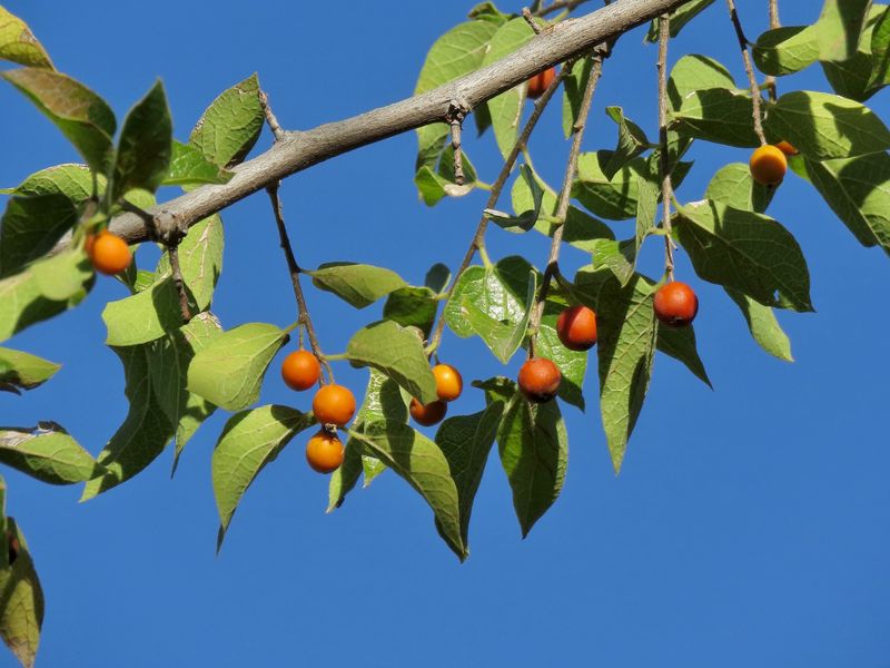 Let Netleaf Hackberry Shade Small Spaces Let Netleaf Hackberry Shade Small Spaces
