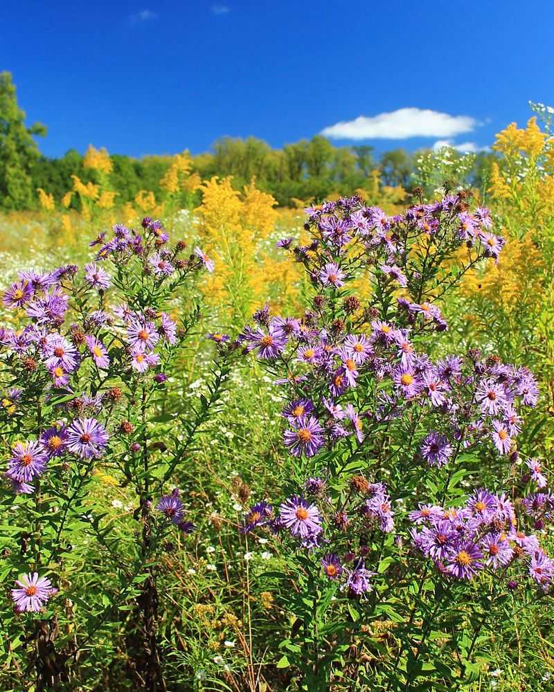 Let New England Aster Own Late Summer
