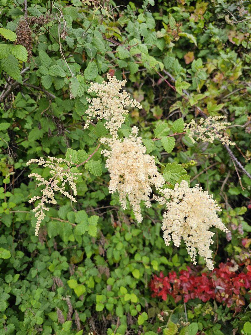 Let Oceanspray Carry The Creamy Plumes