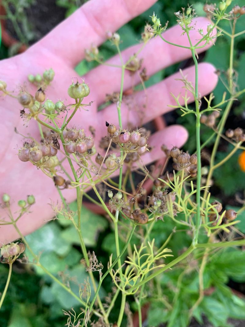 Let One Bolted Plant Pay You Back In Coriander Let One Bolted Plant Pay You Back In Coriander