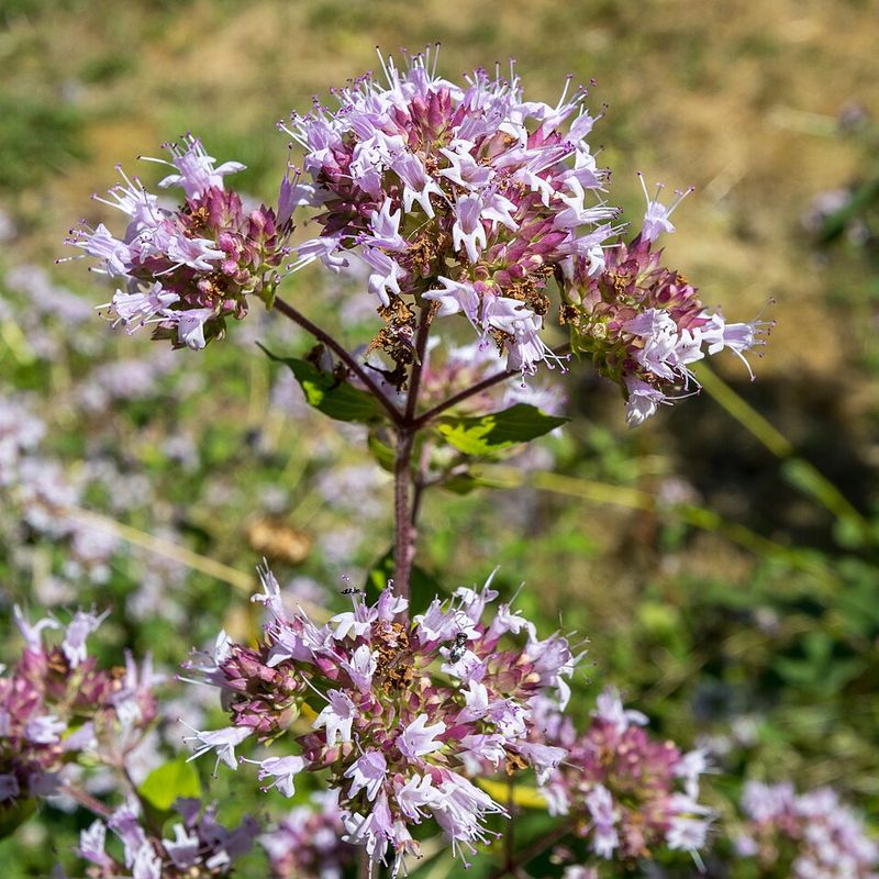 Let Oregano Spill Across A Polished Border