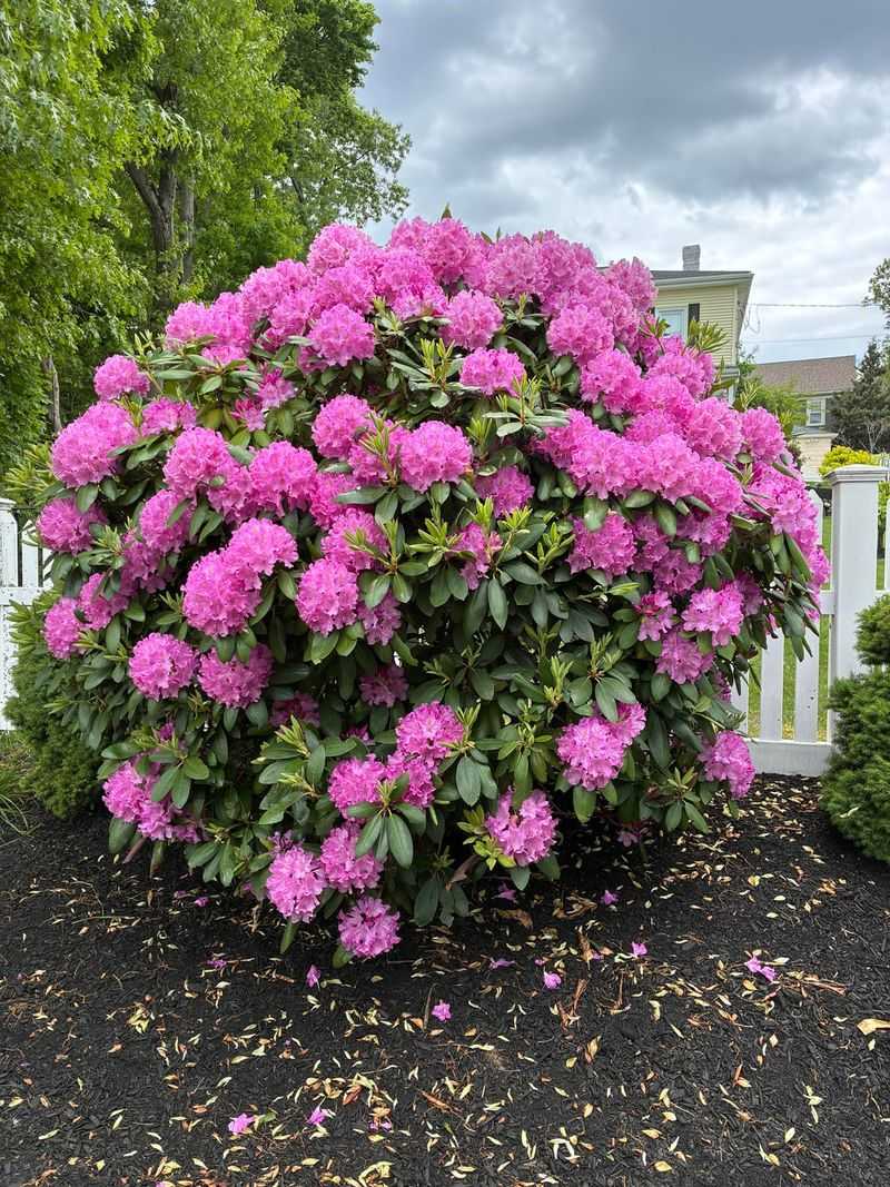 Let Pacific Rhododendron Fill Partial Shade
