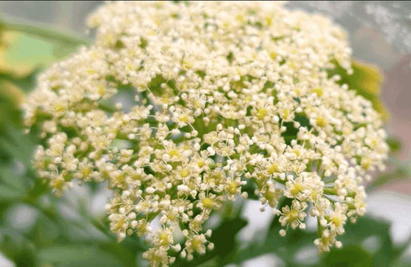 Let Parsley Flower Near The Porch Let Parsley Flower Near The Porch