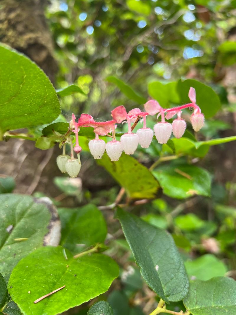 Let Pink Flowers Feed Spring Visitors