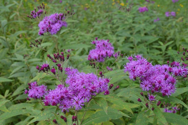 Let Purple Blooms Carry Late Summer Let Purple Blooms Carry Late Summer