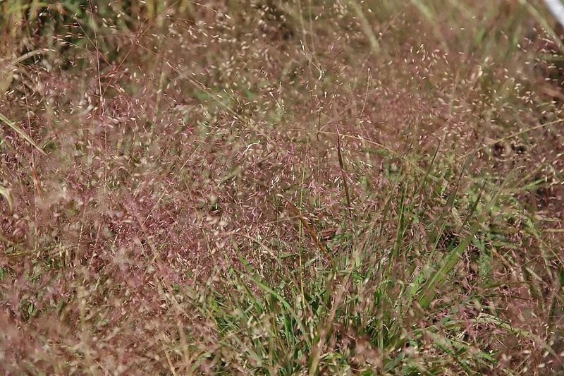Let Purple Lovegrass Build A Soft Nighttime Refuge Let Purple Lovegrass Build A Soft Nighttime Refuge