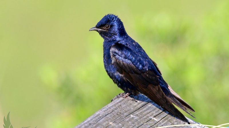 Let Purple Martins Hunt Flying Insects Overhead