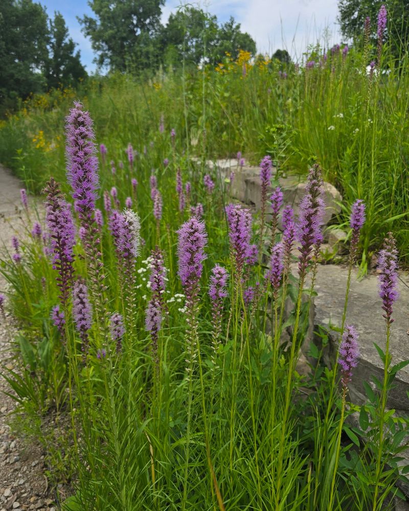 Let Purple Spikes Carry Late Summer