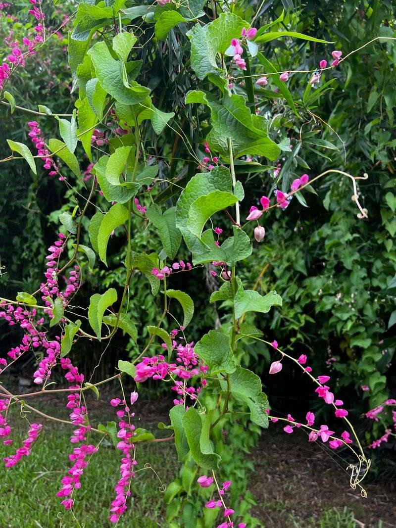Let Queen's Wreath Race Across A Trellis