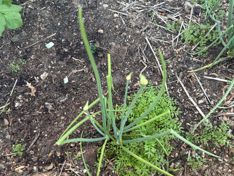 Let Roots Settle Before Winter Dormancy Let Roots Settle Before Winter Dormancy