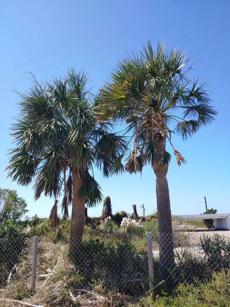 Let Sabal Palm Keep The Footprint Narrow Let Sabal Palm Keep The Footprint Narrow