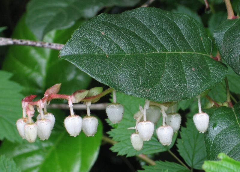 Let Salal Build Its Own Low Mounds Let Salal Build Its Own Low Mounds