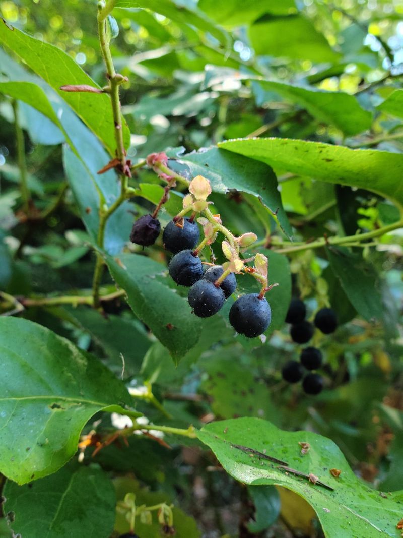 Let Salal Handle Dry Shade Naturally