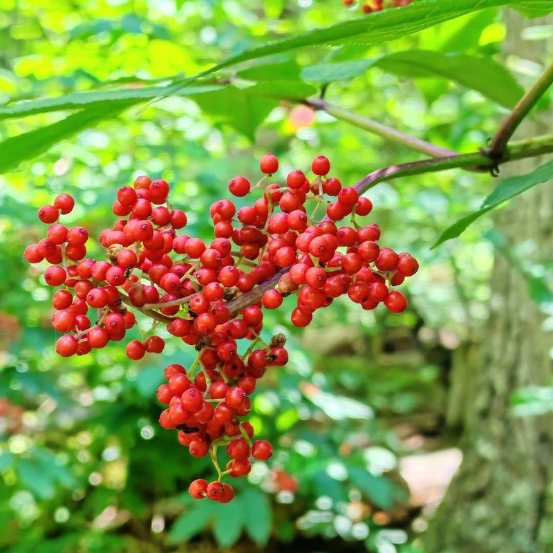 Let Scarlet Seed Clusters Extend The Show Let Scarlet Seed Clusters Extend The Show