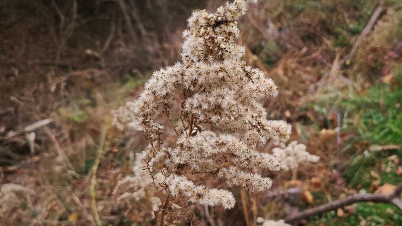 Let Seed Heads Carry The Display Into Winter Let Seed Heads Carry The Display Into Winter