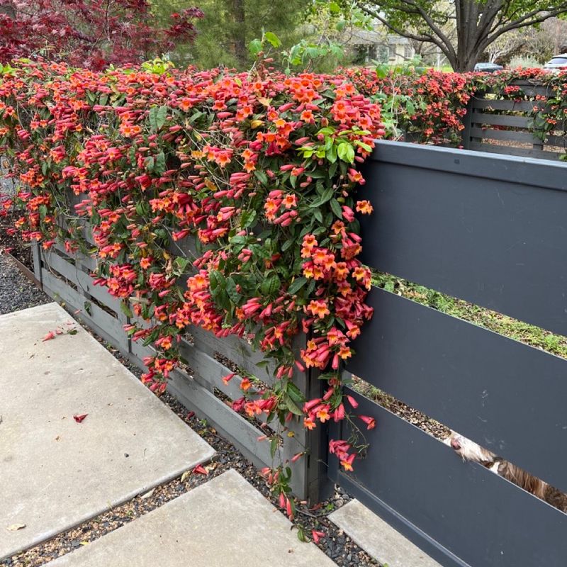 Let Semi-Evergreen Growth Add Screening