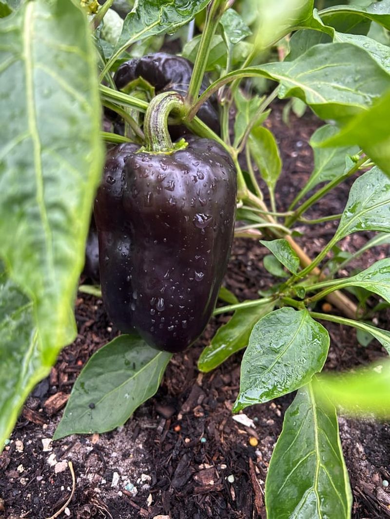 Let Some Peppers Color Up Let Some Peppers Color Up