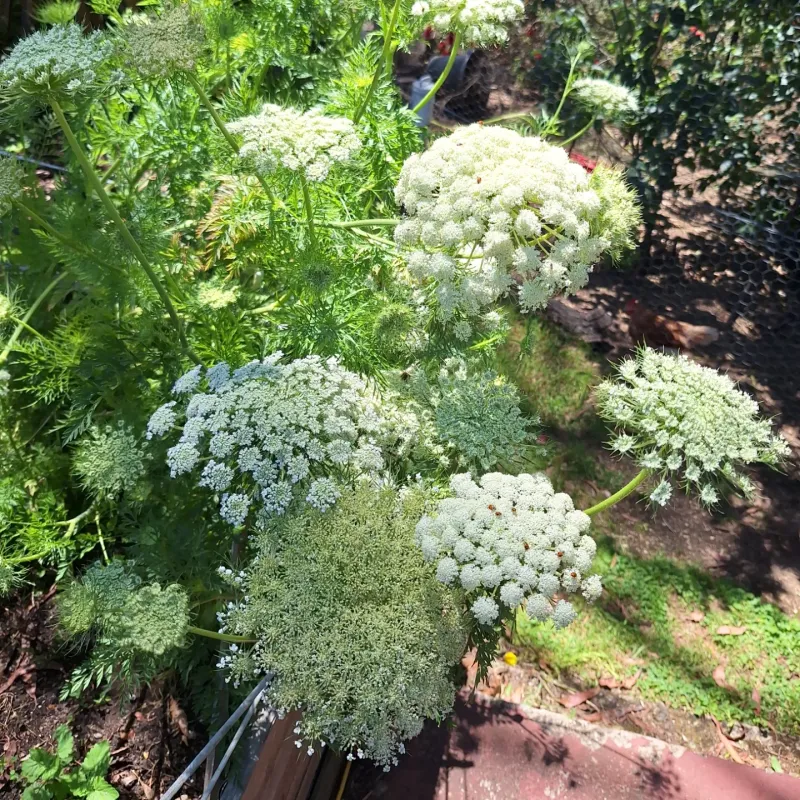 Let Some Plants Go To Seed