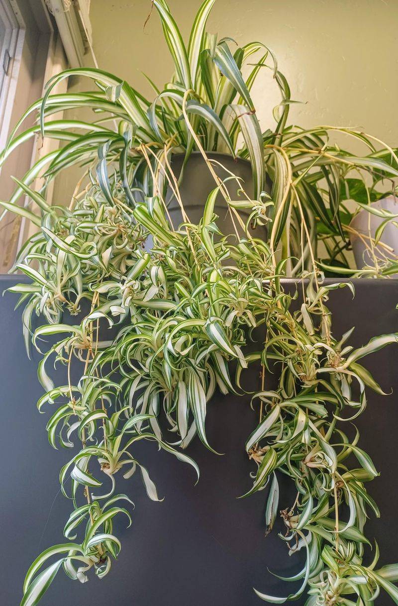 Let Spider Plant Arch Over The Pot Let Spider Plant Arch Over The Pot