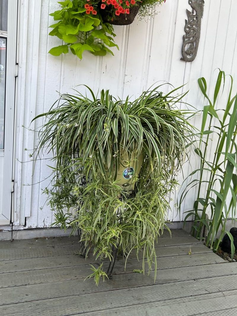 Let Spider Plant Spill From Baskets Let Spider Plant Spill From Baskets