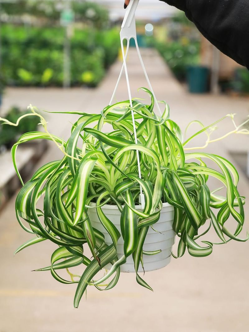 Let Spider Plant Spill From Baskets Let Spider Plant Spill From Baskets