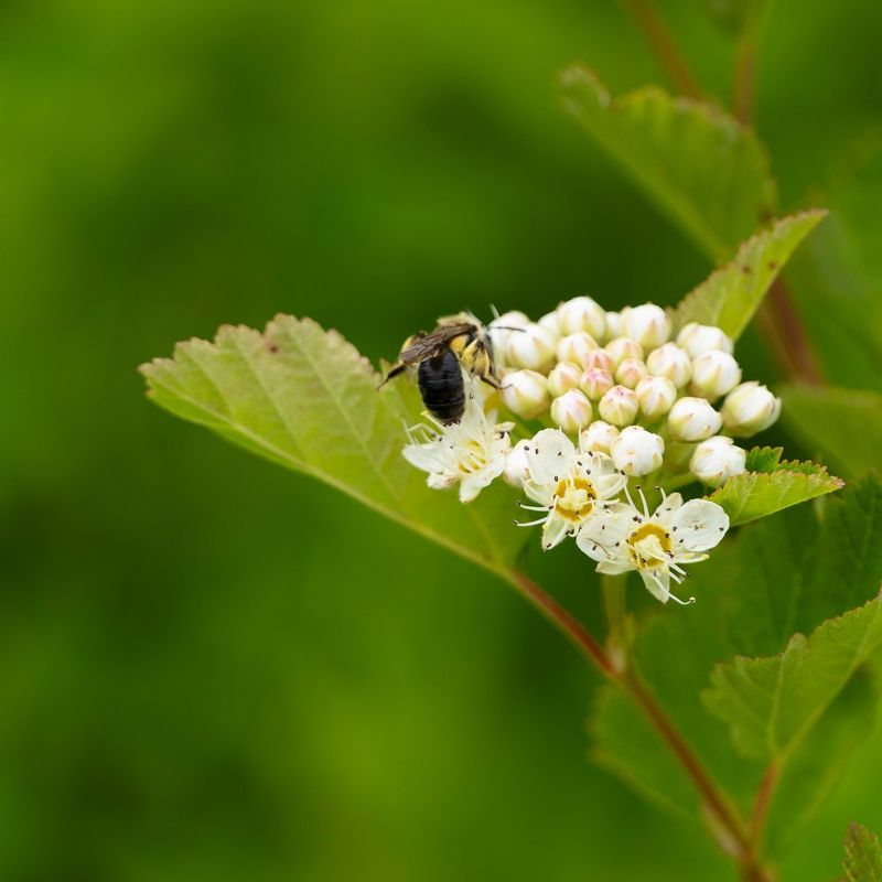 Let Spring Flowers Support Pollinators Let Spring Flowers Support Pollinators