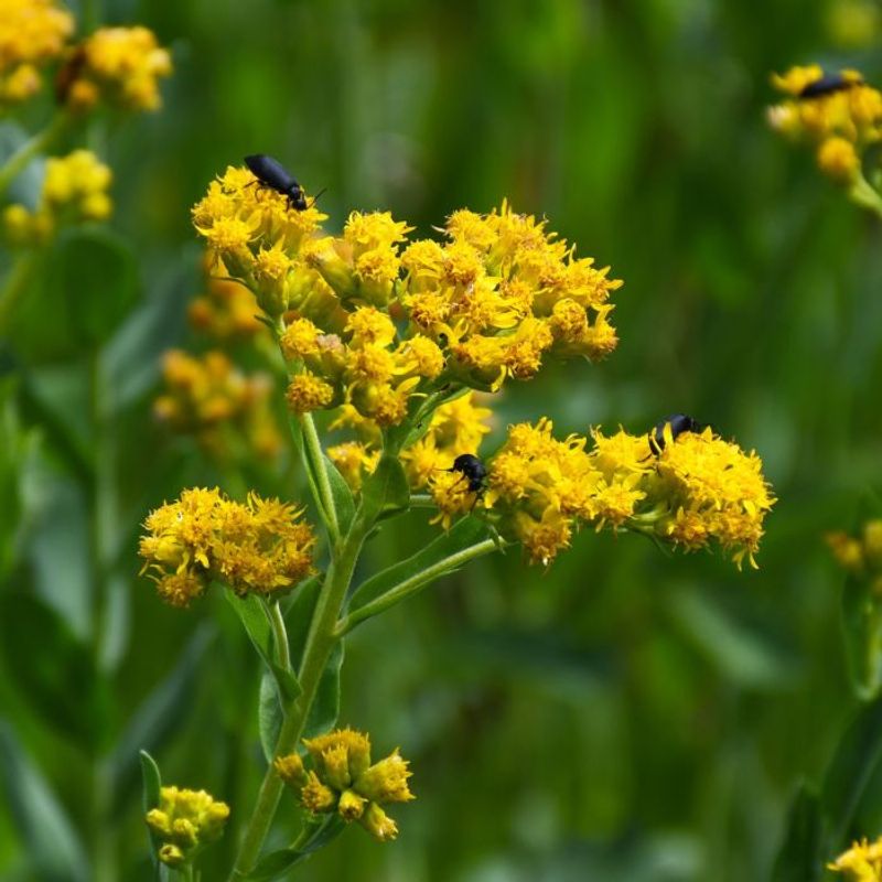 Let Stiff Goldenrod Bring The Fall Gold