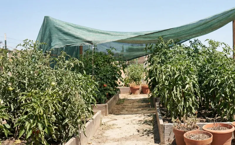 Let Stressed Roots Recover Before Feeding