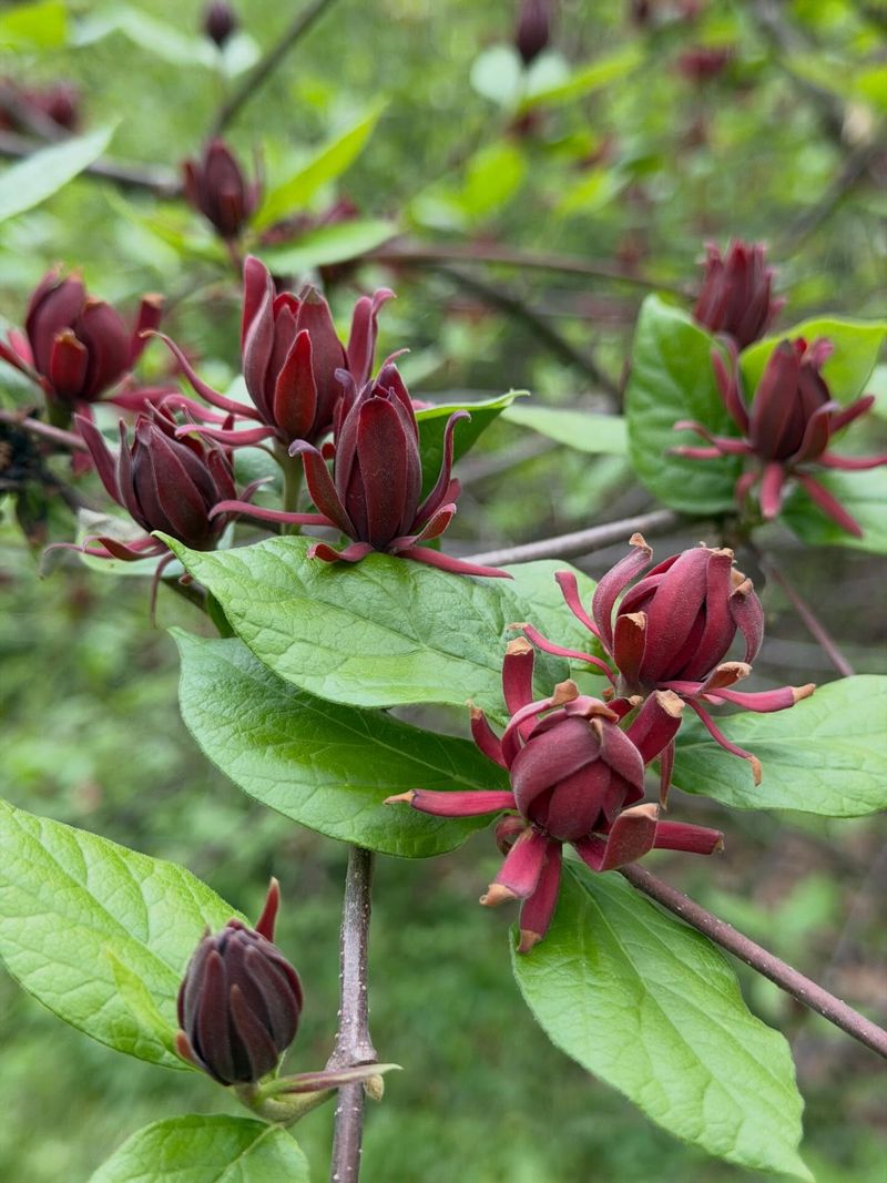 Let Sweetshrub Fill A Woodland Boundary