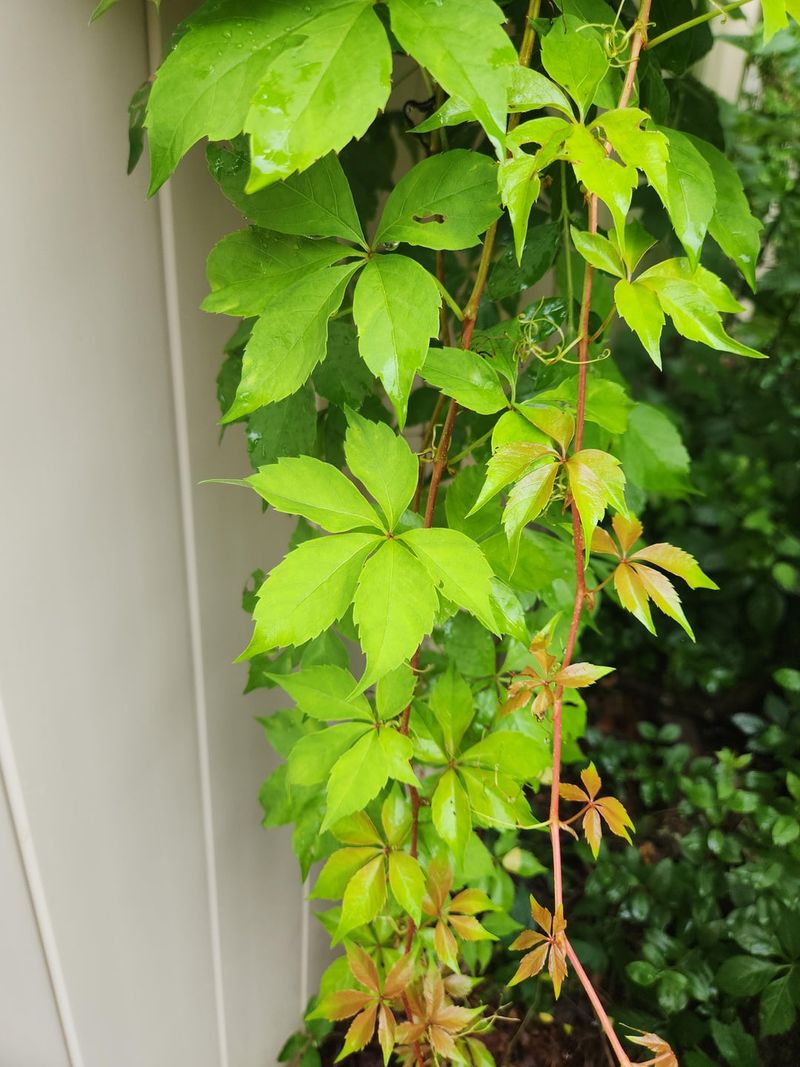 Let Tendrils Climb Without Twining Let Tendrils Climb Without Twining