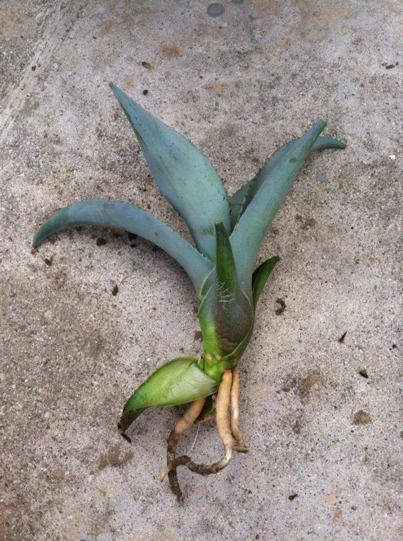 Let The Cut End Dry Before Replanting