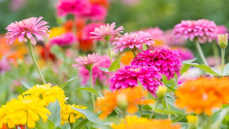 Let The First Fall Frost Decide When The Flower Show Is Over Let The First Fall Frost Decide When The Flower Show Is Over