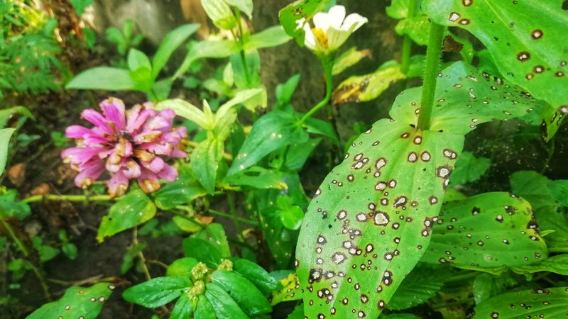 Let The Food Web Keep Some Insects
