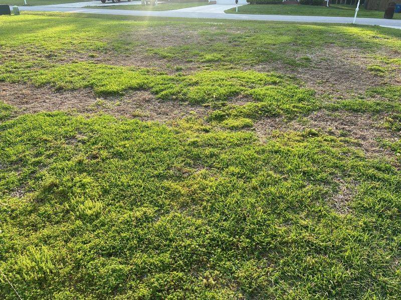 Let The Grass Prepare Naturally For Dormancy Let The Grass Prepare Naturally For Dormancy