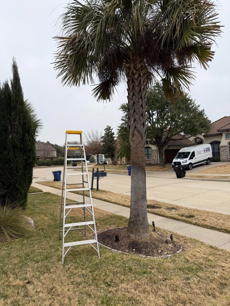 Let The Mature Palm Decide Where It Goes Today