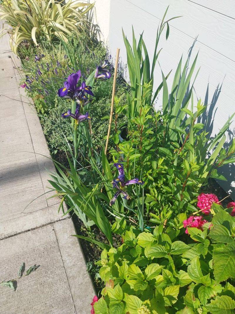 Let The Plant Finish Summer Before Preparing It For Next Year Let The Plant Finish Summer Before Preparing It For Next Year
