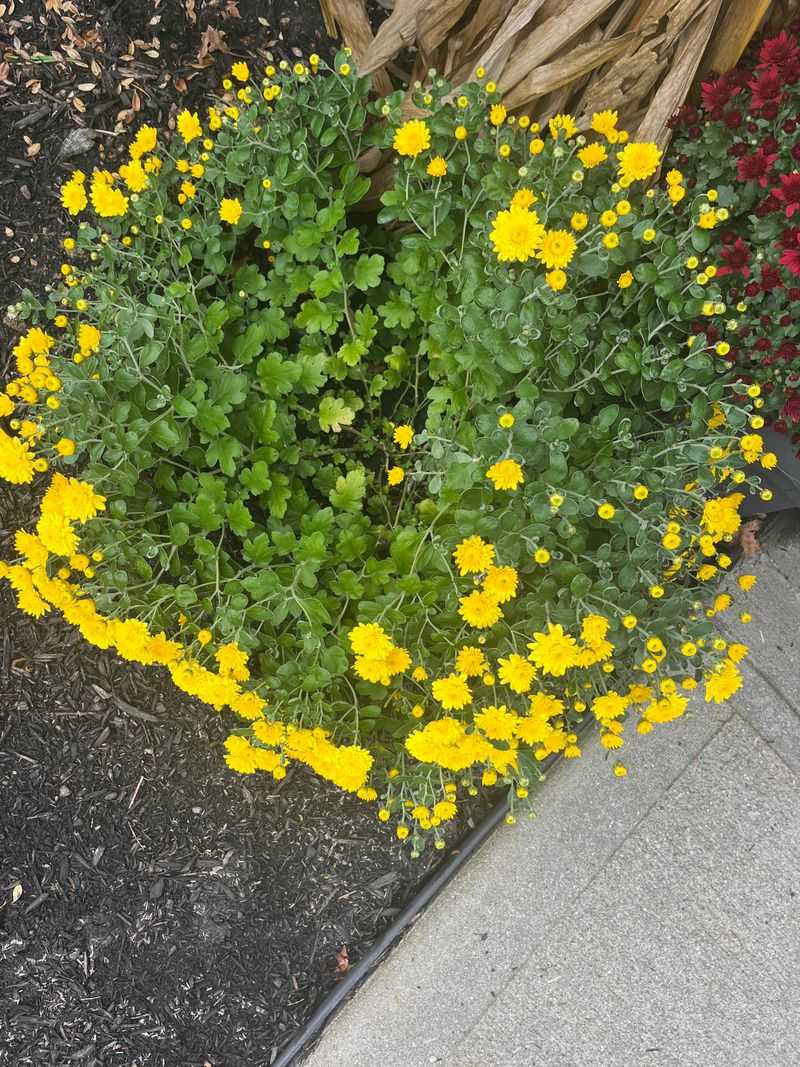 Let The Plants Fill Out