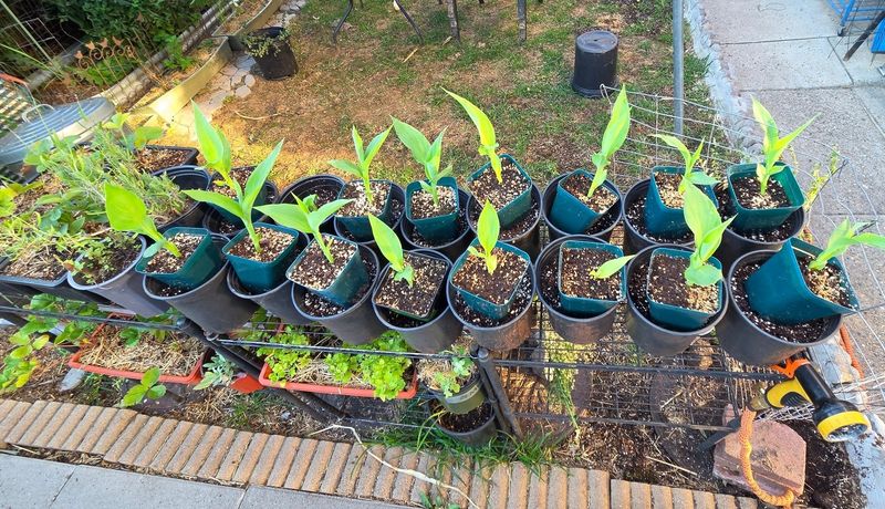 Let The Rhizomes Dry