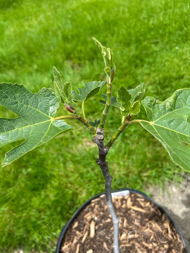 Let The Root Zone Tell You When To Water