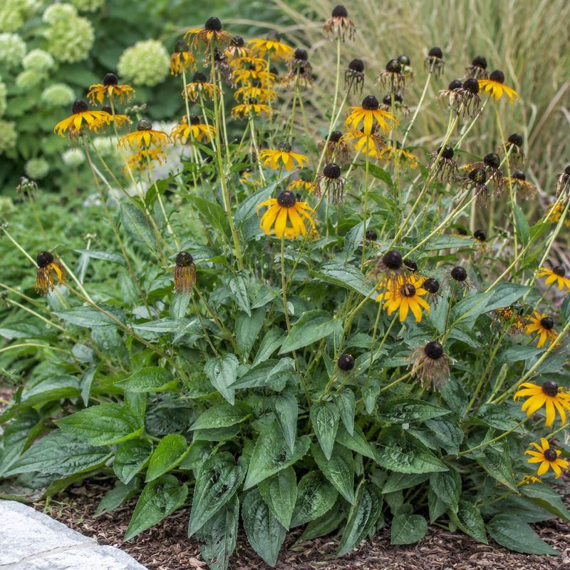 Let Those Dark Seed Heads Fully Ripen