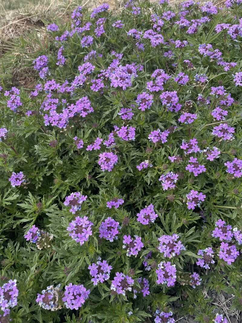 Let Thyme Cover Sunny Gaps Let Thyme Cover Sunny Gaps