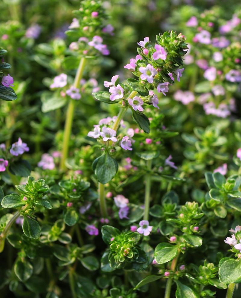 Let Thyme Flower Along Sunny Edges Let Thyme Flower Along Sunny Edges