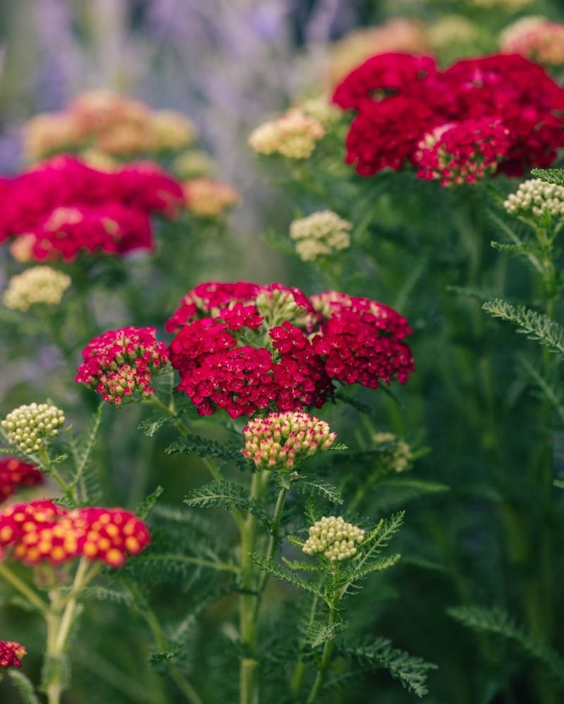 Let Tiny Flowers Supply Adult Lacewings Let Tiny Flowers Supply Adult Lacewings