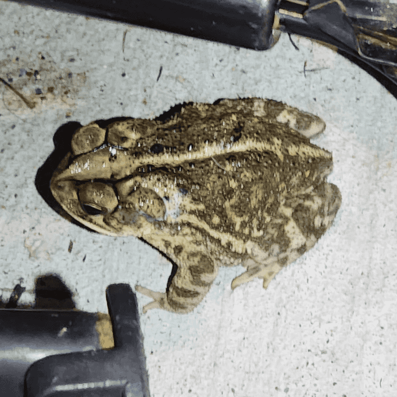 Let Toads Hunt Grasshoppers Around The Garden
