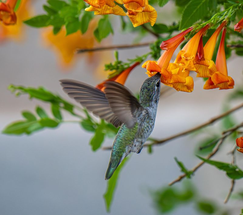 Let Trumpet Creeper Hold Late Flowers
